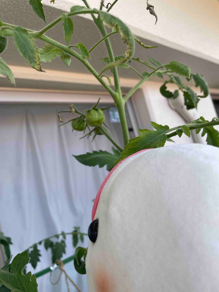 べるさんちのトウガラシとトマト大きくなってきたよ
ゆのが変な種植えるから普通のトマトと違って成長具合がべるさんにはよく分からないよ！
トウガラシも実物ちゃんと見た事ある種類じゃないから不安だよ！！！！
ひとまずトトロのダンスがんばるの！！！！！
