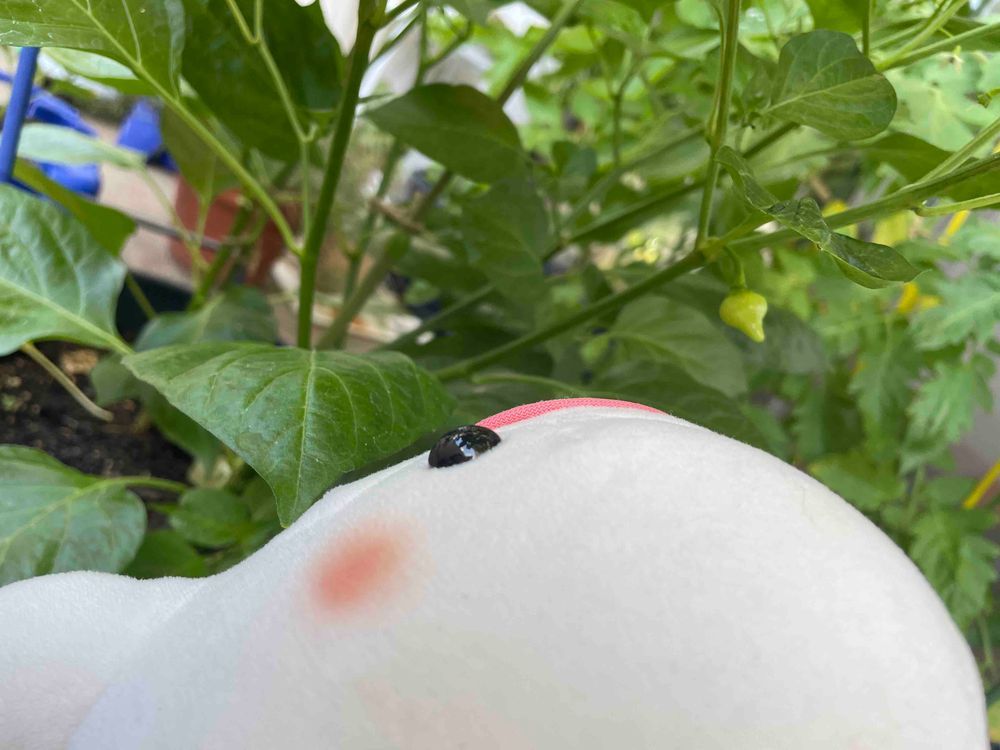 べるさんちのトウガラシとトマト大きくなってきたよ
ゆのが変な種植えるから普通のトマトと違って成長具合がべるさんにはよく分からないよ！
トウガラシも実物ちゃんと見た事ある種類じゃないから不安だよ！！！！
ひとまずトトロのダンスがんばるの！！！！！