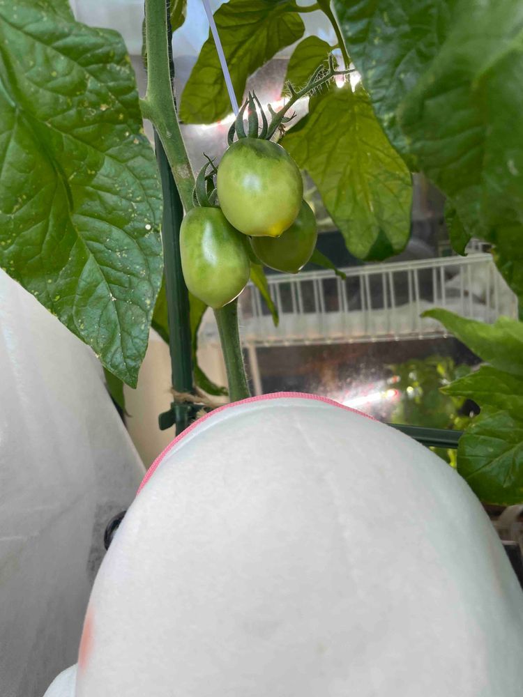 べるさんちのトウガラシとトマト大きくなってきたよ
ゆのが変な種植えるから普通のトマトと違って成長具合がべるさんにはよく分からないよ！
トウガラシも実物ちゃんと見た事ある種類じゃないから不安だよ！！！！
ひとまずトトロのダンスがんばるの！！！！！