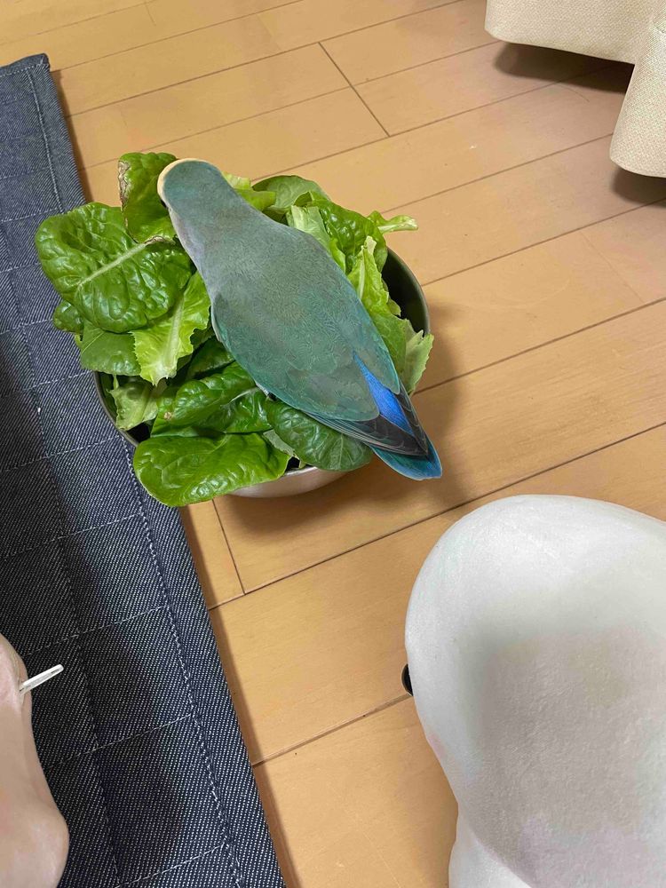 ゆのに言われて仕方なくべるさん農園の葉っぱ、夜ごはん用にとってたらぼんじりが「べるぅー。手伝ってあげる！！」ってやってきたよ
じゃましかしてないの
葉っぱかじって散らかすだけで困ったさんなの…