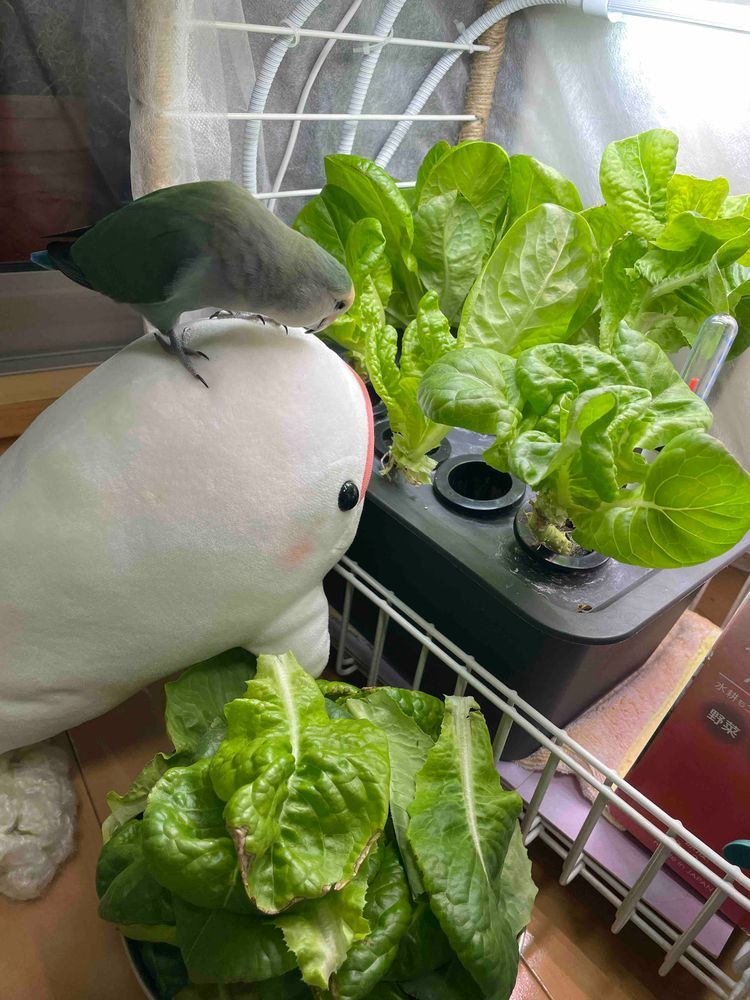 ゆのに言われて仕方なくべるさん農園の葉っぱ、夜ごはん用にとってたらぼんじりが「べるぅー。手伝ってあげる！！」ってやってきたよ
じゃましかしてないの
葉っぱかじって散らかすだけで困ったさんなの…