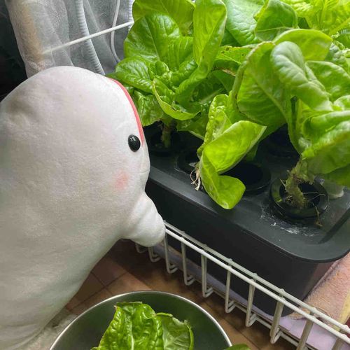 ゆのに言われて仕方なくべるさん農園の葉っぱ、夜ごはん用にとってたらぼんじりが「べるぅー。手伝ってあげる！！」ってやってきたよ
じゃましかしてないの
葉っぱかじって散らかすだけで困ったさんなの…