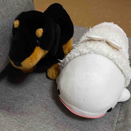 べるさんね、おかーさまのおうちお泊まりしてきたよ！！
むかし飼われてたダックスのアベルちゃんがふわもこになって最近帰ってきたんだけど、べるさんたちすごーーく気があって寝るまで騒いでたらおかーさまに「早くねんねしなさい」ってふたりで怒られちゃったよ
ゆのたちがお出かけしてたけど、べるさんたちいい子でお留守番してたらチーバくんの国のヤマザキプラザっていう所で特別なまるごとバナナを買ってきてくれたの！！
テレビのリモコンより大きくて普通のまるごとバナナよりすごーーくおいしかったの。べるさんとても満足だよ！！
ほんとはべるさんやまとがSONYさんからもらったおやつ食べようと思っておかーさまのおうち行ったんだけど、やまと起きなくていつも通り上に乗ってやったんだ！
べるさんまるごとバナナ食べれたし、やまとのおやつは今度にしてあげるの！！