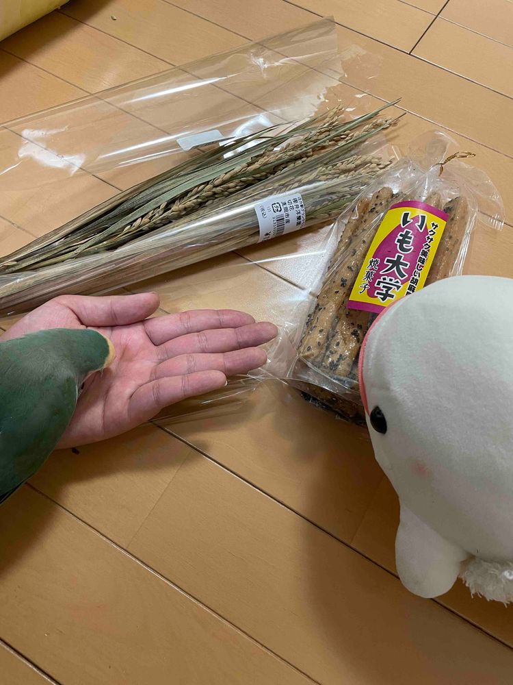 ゆの、お墓参りってやつで水戸に行ってその帰りに道の駅巡りしてたらしいの
べるさん起きた時道の駅だったからどこだかわからなかったみたい
べるさんね、まえにぴーしゃんが食べてたいも大学買ってもらって、ぼんじりは稲をお土産にもらったの
さめこおねぇちゃんはクルミでゆのはそぼろ納豆だってさ
それでぼんじりの精米屋さんがOPENしてたの
ゆのが言うには日本酒に最適な精米具合。大吟醸って言ってたんだけどぉ
3枚目の写真の時、べるさんはぼんじりに「べるにはお米わけてあげないからね！これぼんじりのだからね！！」って言われてたの。
だからべるさんもいも大学はわけてあげないからね！って言ったらゆのにぼんじりが「べるのやつにいじめられたー！」っていいつけにいってたんだよ
ほんとやなやつ！！！！