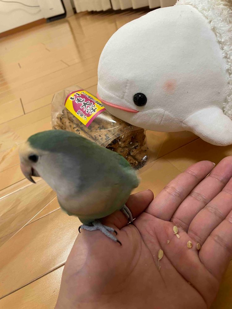 ゆの、お墓参りってやつで水戸に行ってその帰りに道の駅巡りしてたらしいの
べるさん起きた時道の駅だったからどこだかわからなかったみたい
べるさんね、まえにぴーしゃんが食べてたいも大学買ってもらって、ぼんじりは稲をお土産にもらったの
さめこおねぇちゃんはクルミでゆのはそぼろ納豆だってさ
それでぼんじりの精米屋さんがOPENしてたの
ゆのが言うには日本酒に最適な精米具合。大吟醸って言ってたんだけどぉ
3枚目の写真の時、べるさんはぼんじりに「べるにはお米わけてあげないからね！これぼんじりのだからね！！」って言われてたの。
だからべるさんもいも大学はわけてあげないからね！って言ったらゆのにぼんじりが「べるのやつにいじめられたー！」っていいつけにいってたんだよ
ほんとやなやつ！！！！