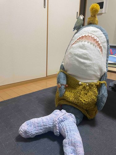 さめこだよ🦈
ゆのがさめこのヒレカバー作ってくれたの！！！
ゆのが「ちがうよー、私のルームソックスだよ！」って言うんだけど、さめこのヒレにピッタリサイズなの！！！
すいちゃんにさめこの方がにあうよね？って聞いたら「たぶん？」って言ってたよ