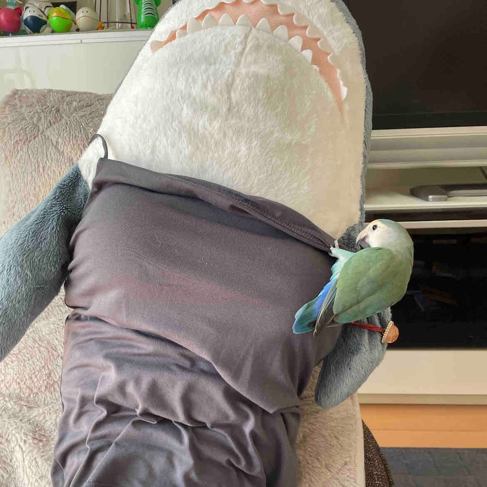 ゆのがさめこおねぇちゃんのお洋服脱がせてお洗濯するからねって持って行っちゃったらさめこおねぇちゃんがゆののキャミソール着だしたよ
なんかおむねがあるの…
さめこおねぇちゃんが「ゆのよりセクシーでしょ！きょにゅうなの！！」ってドヤってしててゆのに怒られてたよ
ぼんじりは「さめこおねぇちゃんどうしたの？これなに？？」ってチェックが忙しいみたい