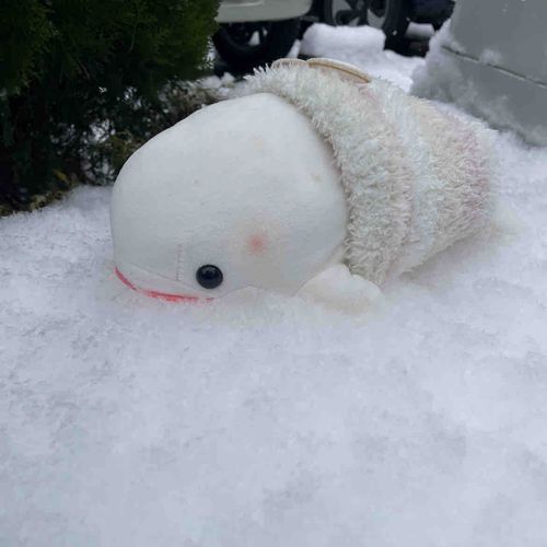 べるさんね、ゆのが投票行くって言うからついていったの！
べるさん雪の上で遊んでたらね、ゆのにいつまで経っても進めないからいくよ！ってつまみ上げられてカバンに入れられちゃったよ
もうすこし雪で遊びたかったのに！！！
すごーーくふわふわでね、べるさんかき氷シロップかけたかったんだけどゆのにばっちいからだめって食べさせて貰えなかったよ