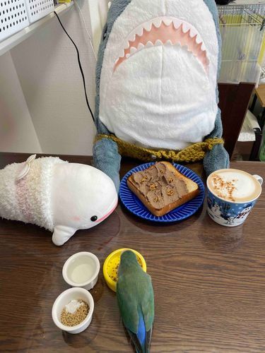 さめこだよ🦈
今朝はさめこが昨日の夜がんばって作ったレバーペーストをオープンサンドにしたの！！
さめこね、カフェラテもがんばって入れたし、大満足な朝ごはんなの！！！
今日は晴れてるからお外で日光浴もできそうだし、とってもいい日なの！！！
ちなみにべるさんはニセモノのお肉だからいらない！ってトーストだけ食べてたよ