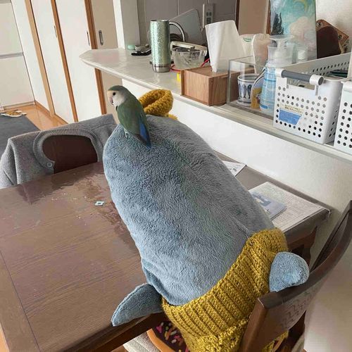 さめこだよ🦈
さめこ今ね、なんかよくわからないけど、すいちゃんに「すいちゃんかわいそうなの！」って頭の上でいじけられてるよ
べるさんがなんかしたのかと思ったけどべるさんお散歩行ってるし、帽子落とされる寸前だし、なんでいじけてるのかわからないけど降りてほしいの…