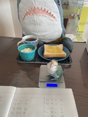 さめこだよ🦈
べるさんがいつも通り起きてこないからゆのとすいちゃんとさめこの3人で朝ごはんするよ
さめこはレモンジャムのぱんとヨーグルトと紅茶なの
ゆのとさめこの分それぞれのトレーで用意してたら毎朝恒例のすいちゃんの体重測定をしてたよ