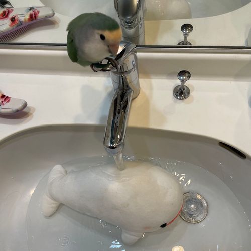 さめこだよ🦈
すいちゃんから聞いた事をさめこ書くね
すいちゃんがべるさんと遊んでたらゆのが「べるさん汚くない？」って言われて捕まってお風呂にいれられたんだってさ
べるさんがすいちゃんがひくくらい大泣きしてて「すいちゃんお風呂好きだからべるがお風呂やなのわからないんだけど」って言ってたよ
洗濯機の中から逃げようとしてたみたいで「すいちゃんが代わりに入りたい！」って言っててゆのを慌てさせてたよ