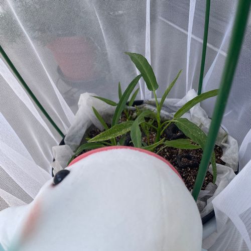 お外のべるさん農園の空芯菜かもう虫さんに食われ始めちゃってゆのに話してネットかけてもらったよ
洗濯ネットってやつらしいんだけど、葉っぱ元気になってたくさんとれるようになるといいなぁ