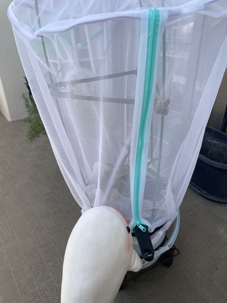 お外のべるさん農園の空芯菜かもう虫さんに食われ始めちゃってゆのに話してネットかけてもらったよ
洗濯ネットってやつらしいんだけど、葉っぱ元気になってたくさんとれるようになるといいなぁ