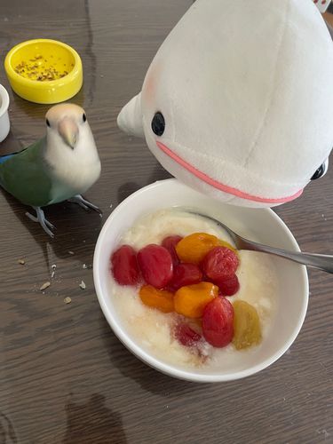 ゆのがヨーグルト食べてたからぼんじりとちょうだいってしに行ったら、トマトのシロップ漬けをヨーグルトにかけてたの
カラフルでいいけど、べるさんはお野菜だからいらないや
ぼんじりもやっぱりいらないって言ってたよ