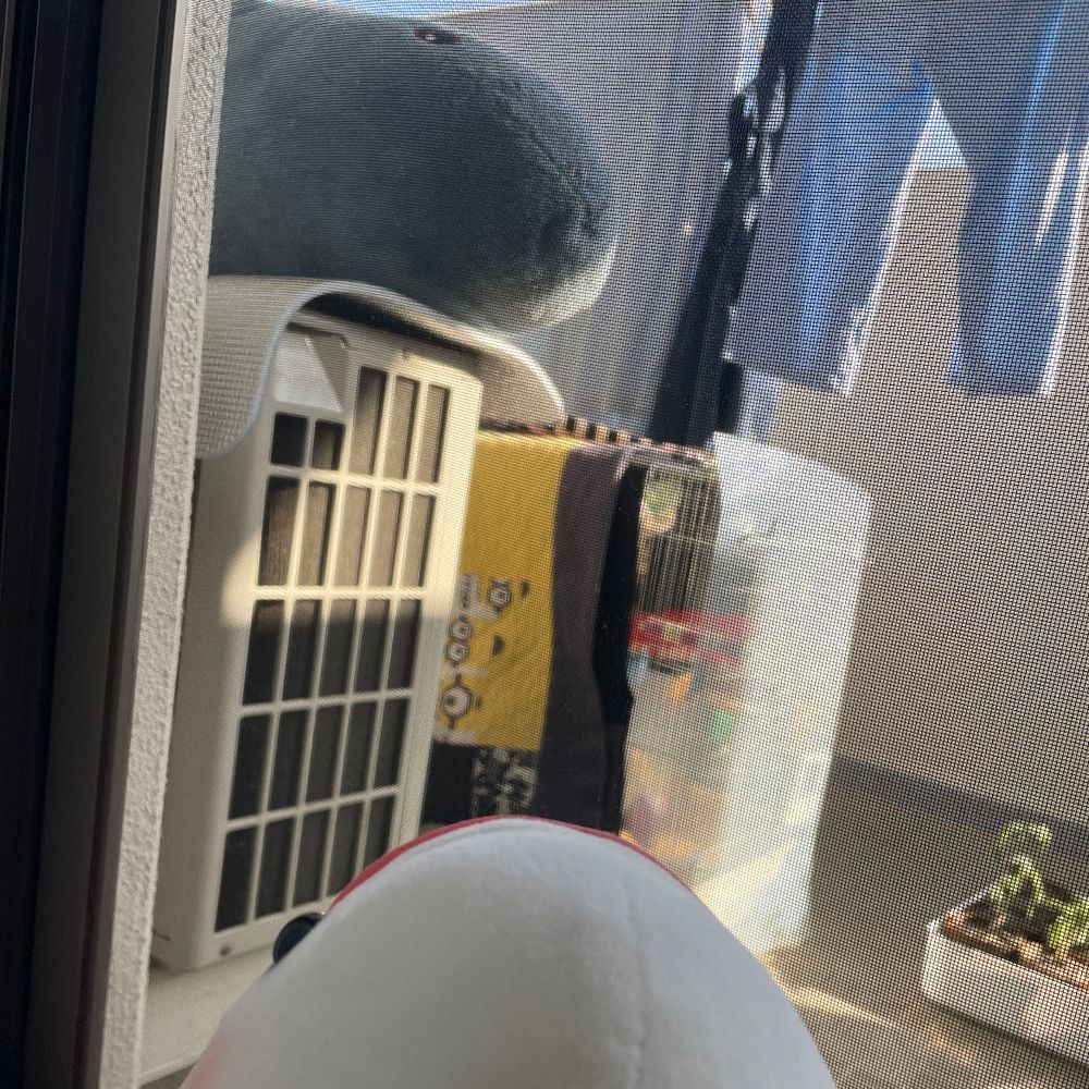 ゆのが自転車にべるさん専用の台をつけてくれたの！！！
これでべるさん風になれるの！！！
ゆのが取り付けるの楽しく見てたら、さめこおねぇちゃんとぼんじりが楽しく日光浴してたよ
べるさんもお誘いされたけど、お断りしたよ
なんで暑いとこ好きなんだろ？