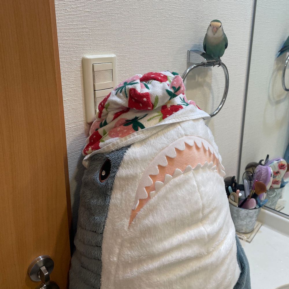 すいちゃんがイスのカバーとさめこの頭に好き好きってけろけろしたから、ゆのに洗って貰うことにしたの
困った弟なの
ゆの美容院オープンなの
気持ちよかったー
さてさめこ今日この後日向ぼっこしてくるの