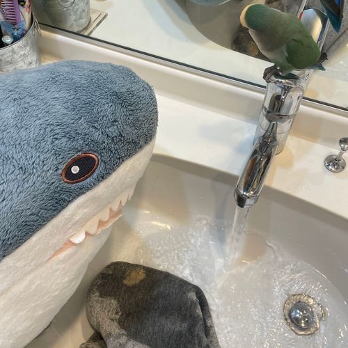 すいちゃんがイスのカバーとさめこの頭に好き好きってけろけろしたから、ゆのに洗って貰うことにしたの
困った弟なの
ゆの美容院オープンなの
気持ちよかったー
さてさめこ今日この後日向ぼっこしてくるの