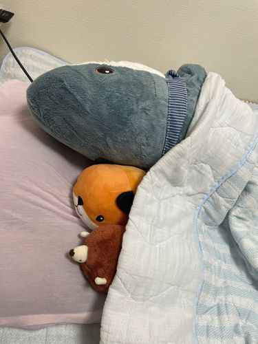 さめこだよ🦈
さめこ疲れたの
最近育すいちゃんと育べるさんに加えて、ゆのが調子悪くてさめこフル稼働なの…
もうさめこ今日は早く寝るの!
ゆのがお布団返してって言ってるけどさめこ気にしないの!