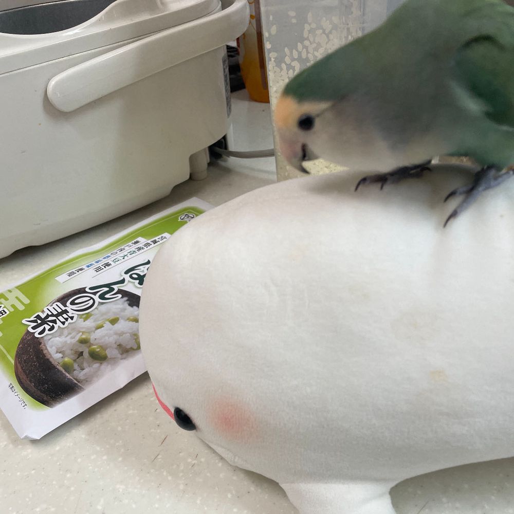 今日買ってきたお豆ごはんを作ったよ
途中でぼんじりが米泥棒してたけど…
べるさんはもちろんお肉の方がいいから、お豆ごはんゆのにあげるねー！って言ったら怒られたよ
