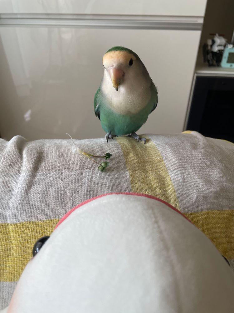 べるさん農園のマスタードスプラウトがぼんじりに狙われたの…
くわれたの…
ぼんじりゆるすまじなの！！！！