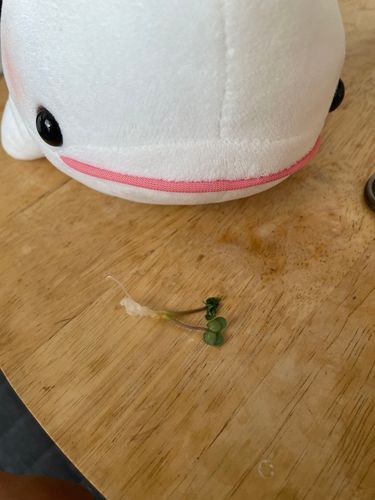 べるさん農園のマスタードスプラウトがぼんじりに狙われたの…
くわれたの…
ぼんじりゆるすまじなの!!!!