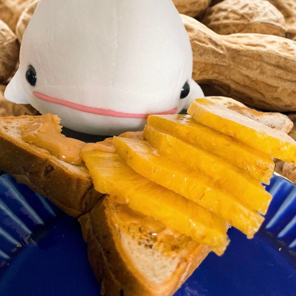 べるさんピーナッツバター食べたくてゆのにお願いしたんだけど、べるさんち、甘くない練りピーナッツしか無かったの！！！
練りゴマみたいにピーナッツすり潰してちょっと硬いやつなの！！
ゆのがうーんって悩んでバナナの方が本当はいいんだけどっていってパイナップルとはちみつ乗せてくれたよ！
おいしかったの！！