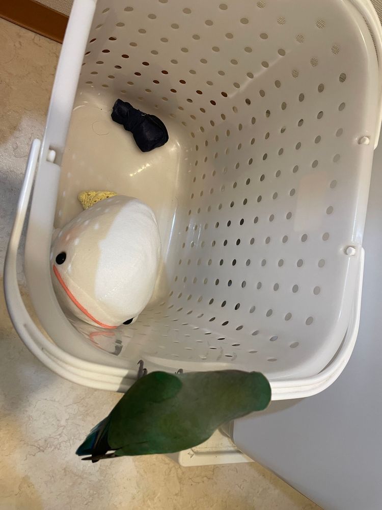 さめこだよ🦈
べるさんが怒られてるよ
お肉の件で…😮‍💨࿔
ほんと毎回べるさんは何やってるんだろうってさめこ思うの
べるさんは「すいちゃんに逃げるの助けて」ってお願いしてたみたいだけど、すいちゃんは「ゆのがポップコーンあげるからべるさんのこと助けるのダメって約束したもん！」ってお話してさめこに報告に来たよ