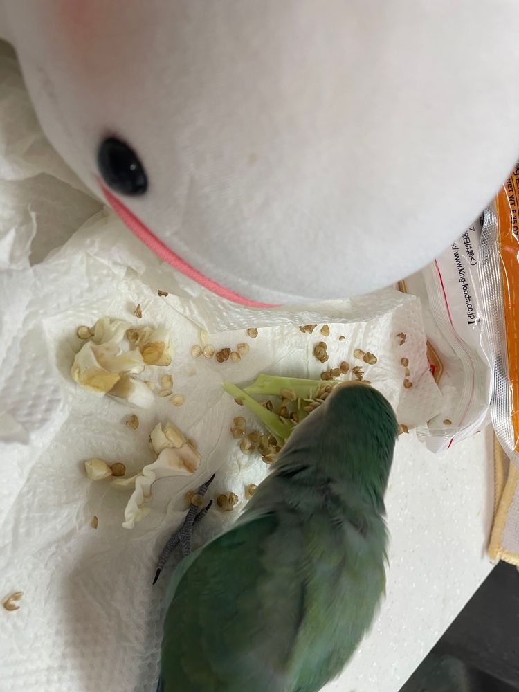 ゆのがお料理してたから覗きに行ったらぼんじりがおいしそうに何か食べてたの
何食べてるのってぼんじりに聞いたら、「ぴーまん！！べるもたべる？おいしいよ？」っていうの
べるさんお野菜やだからお断りしたの。
夜ご飯はオムライスだったの！！！
ぴーまんの細かいのご飯に混じってたからぼんじり用に取っておいたらゆのが怒ってたよ