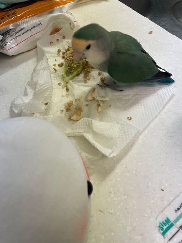 ゆのがお料理してたから覗きに行ったらぼんじりがおいしそうに何か食べてたの
何食べてるのってぼんじりに聞いたら、「ぴーまん!!べるもたべる?おいしいよ?」っていうの
べるさんお野菜やだからお断りしたの。
夜ご飯はオムライスだったの!!!
ぴーまんの細かいのご飯に混じってたからぼんじり用に取っておいたらゆのが怒ってたよ