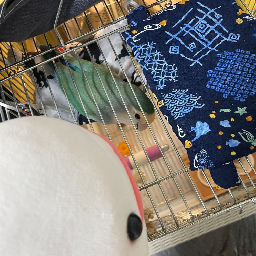 さめこおねぇちゃんがアロハシャツ着ててずるい！！！！って騒いでたらうるさいって怒られてべるさんいじけてたの！
ゆのが今日「べるさんはムームーだよねー」って言って着せてくれたの！！
ぼんじりもいじけてたから、ぼんじりのおふとんもゆの作ってたらしくてぼんじり喜んでたよ