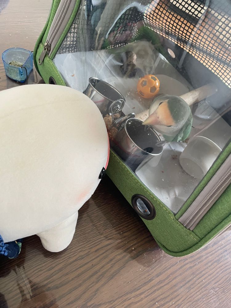 今日はぼんじりがおうちをあんまりにも汚したからってぼんじりのおうちが丸洗いされてたよ
ぼんじりがゆのに「おうちよりぼんじりのシャワーして!!濡れたからなでて乾かして!」とかわがまま言いいすぎてぼんじりが隔離されたのをべるさん見張る当番したよ
これはぼんじりに「粟穂おいしいの!いいでしょー」って見せびらかされてるとこなの
べるさん粟穂いらないんだけど…
べるさんはそれ美味しくないと思うよ
べるさんこの見張り当番終わったらパルム2本もらえるんだもん!