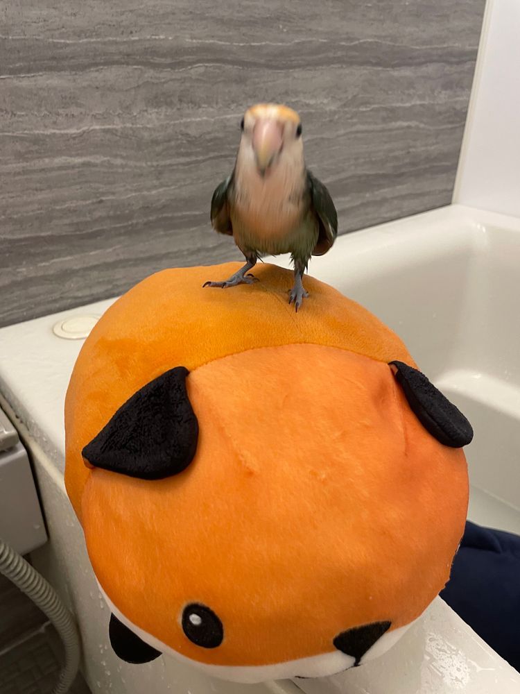 さめこだよ🦈
ゆのにお風呂にしよっかーって言われていつも通りべるさんが大暴れ中だよ
すいちゃんも「すいちゃんもお風呂入る！」ってご機嫌でついてきたよ。
先に入りたいとかなでて乾かしてとかわがまま言うからすいちゃんが先に洗われてお風呂から出ていったんだけど、べるさんが今大泣きしてうるさいの
お風呂響くからご近所さんにご迷惑かけてないかさめこ心配