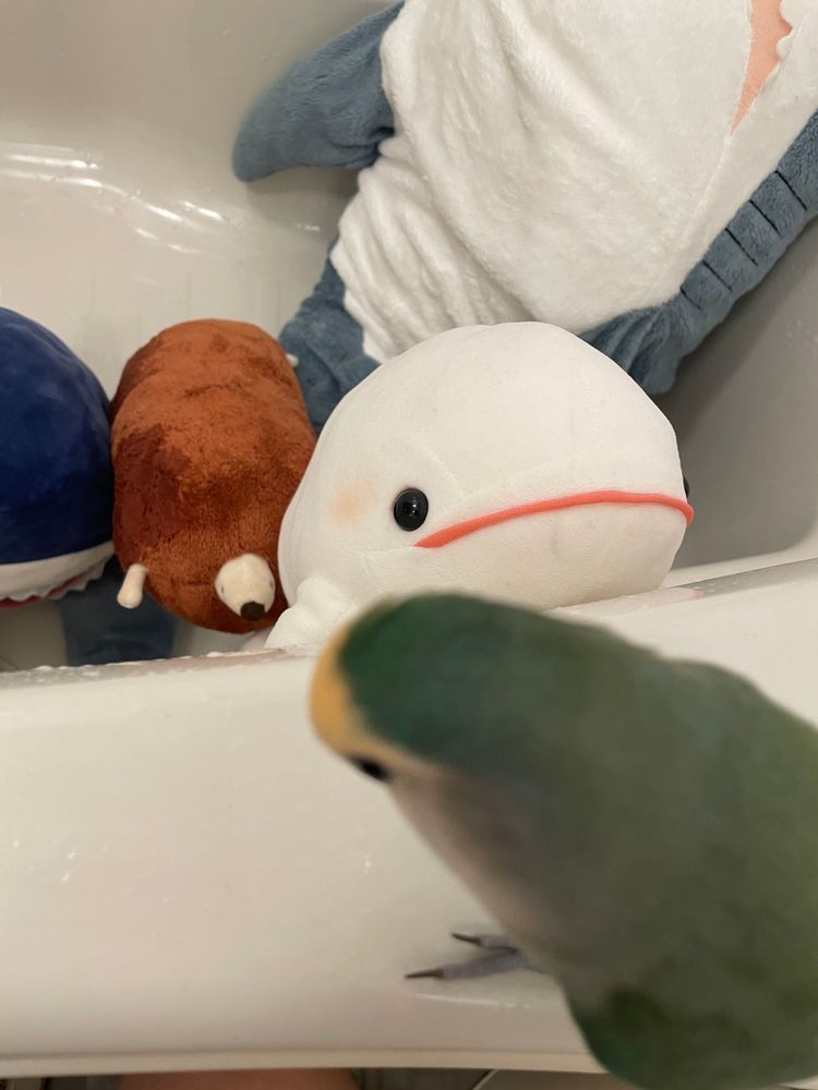 さめこだよ🦈
ゆのにお風呂にしよっかーって言われていつも通りべるさんが大暴れ中だよ
すいちゃんも「すいちゃんもお風呂入る！」ってご機嫌でついてきたよ。
先に入りたいとかなでて乾かしてとかわがまま言うからすいちゃんが先に洗われてお風呂から出ていったんだけど、べるさんが今大泣きしてうるさいの
お風呂響くからご近所さんにご迷惑かけてないかさめこ心配