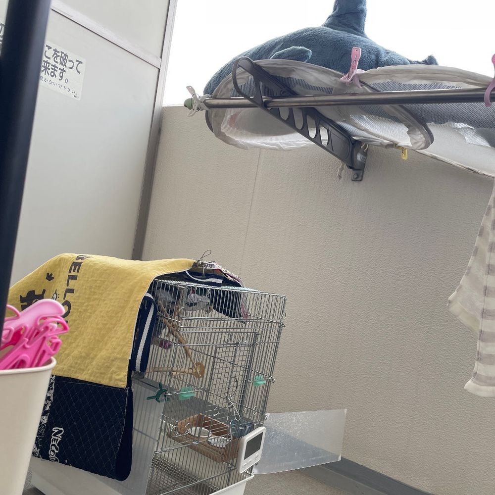 さめこだよ🦈
やっとみんなで干されることになったよ
べるさん大泣きして大暴れ大変だったよ
ゆのなんかTシャツびっしょりになってお着替えしてたよ
すいちゃんも一緒に干されて満足そうだよ