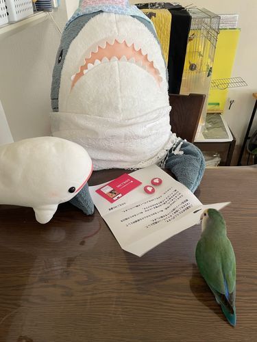 べるさんちにもふわもこSNS7周年で応募したバッチ届いてたよ!
ゆのがポスト見に行くの怖がるから遅くなっちゃった…
2個だからべるさんが付ければいいよね!って言ったらさめこおねぇちゃんに「おうちのふわもこ全員で誰がつけるか相談してから決めようね」っていうの。
べるさんは絶対だと思うんだけど!!!
そしたらゆのが「かばんにつけたいんだけど…」って言い出してさめこおねぇちゃんに勢いよく「却下!!!」って言われてたよ
ぼんじりは「あ!これぼんじりのお仕事だよね!お仕事するねー」ってパリパリってシュレッダーのお仕事しだしてさめこおねぇちゃんに怒られてたよ