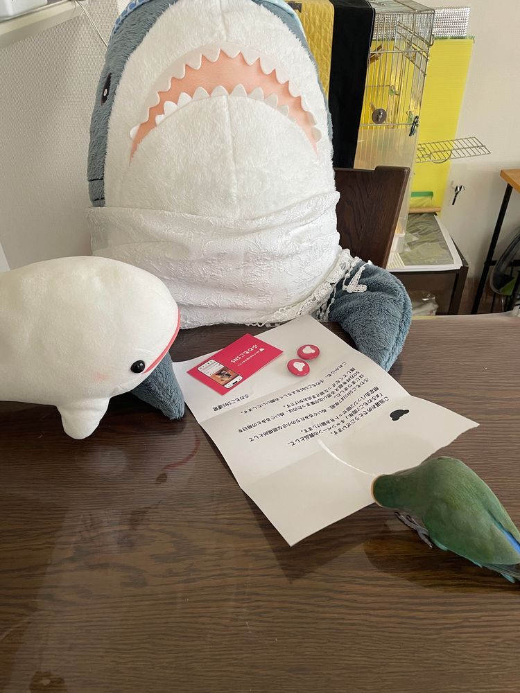 べるさんちにもふわもこSNS7周年で応募したバッチ届いてたよ！
ゆのがポスト見に行くの怖がるから遅くなっちゃった…
2個だからべるさんが付ければいいよね！って言ったらさめこおねぇちゃんに「おうちのふわもこ全員で誰がつけるか相談してから決めようね」っていうの。
べるさんは絶対だと思うんだけど！！！
そしたらゆのが「かばんにつけたいんだけど…」って言い出してさめこおねぇちゃんに勢いよく「却下！！！」って言われてたよ
ぼんじりは「あ！これぼんじりのお仕事だよね！お仕事するねー」ってパリパリってシュレッダーのお仕事しだしてさめこおねぇちゃんに怒られてたよ