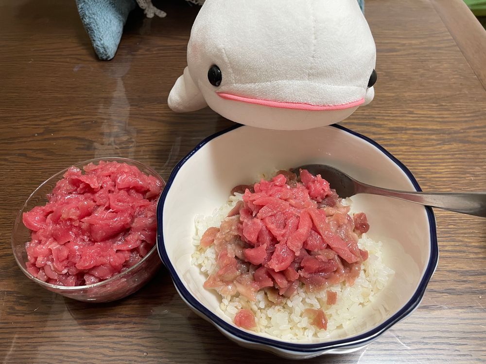べるさんね、先月からとーちゃんにメルカリの出品とかの教えたんだけど、昨日プリンターを出したらすぐ売れてとーちゃんが焦ってダンボールに入れてるの見張ってたの！
ちゃんと見張ってないととーちゃんなにか忘れたりすることあるからね！！だからとーちゃんにコード入れるの忘れてるよって言ってるのにとーちゃん全然聞いてくれてなくてガムテープ閉めてからコードの入れ忘れに気がついたの
べるさんとさめこおねぇちゃんとぼんじりが散々忘れてるよって言ったのに焦ってて聞いてないのが悪いの！！郵便局に出しに行くのお手伝いしてべるさん疲れちゃったの。

授業料ってゆのがとーちゃんにスーパーに連れて行ってもらって夜ごはんにたくさんマグロがでてきたの！！
中落ち？あらってやつなんだって！
そのままかじろうとしたら骨あるからダメってさめこおねぇちゃんに言われたの。だからべるさんゆのがスプーンでそいでくれるのいい子で待ってたんだよ。ちょっと味見したけど！！
べるさんね、マグロ丼にしたの！！
たくさん食べていいよって言われたの！！すごくうれしかったの！！！！！