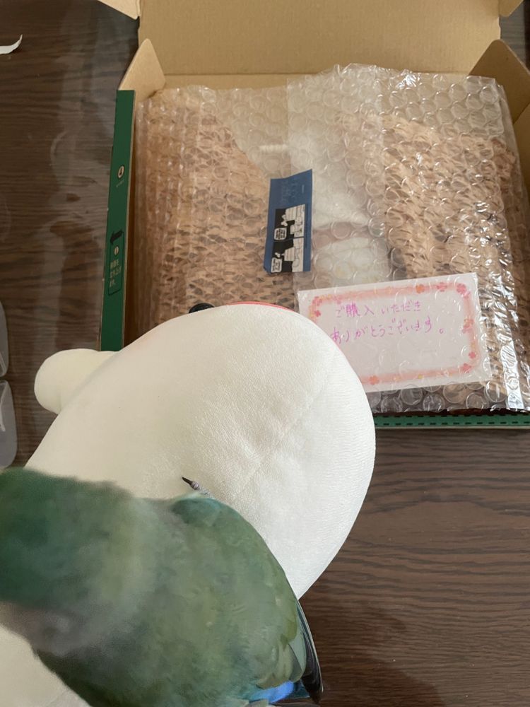 べるさんね、洗面所の隅に忘れられてたやつ、ゆのに内緒でメルカリに出しといたの！
起きたら売れてたからべるさん梱包してたの。
そしたらぼんじりが噛んでじゃまするの！
ぼんじりったらね、「べるぅ、それゆのに言ったの？怒られるよ？ねぇ、ぼくゆのにお話してくるからね？」って言ってゆのに告げくちばししに行っちゃったの！！
ゆのは今頭抑えてなんかため息ついてるけど頭痛いのかなぁ
天気悪いからだと思うんだけど