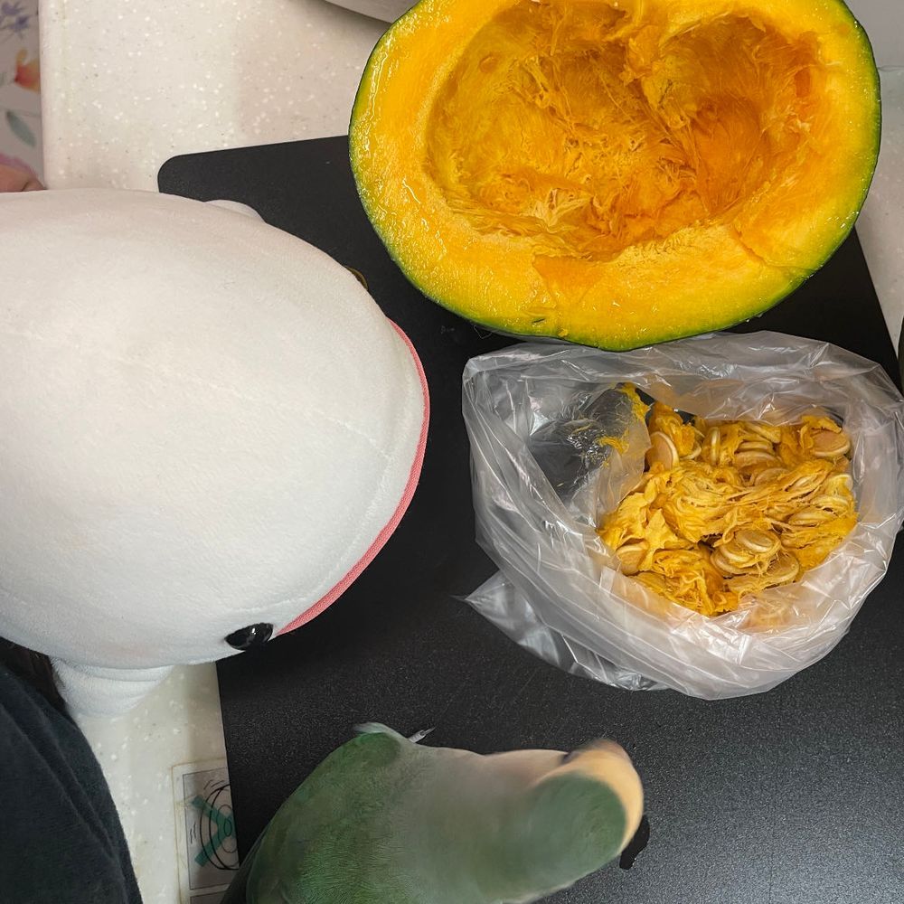 ゆのがご飯作るっていうからべるさんお肉かお魚あるかなって見張りに行ったら、べるさんのボール切られてたの！！！
べるさん抗議してたらぼんじりが来たよ。ぼんじりと一緒に種とるの見てたんだけど、ぼんじりが━「あ！この中身ぼんじりがよく食べてるやつだ！外身はべるにあげるね！」っていうの。確か去年もゆの、かぼちゃの種洗って干してた気がする…
べるさん、かぼちゃいらないんだけど、外身ってどこの事だろう？皮かなぁ