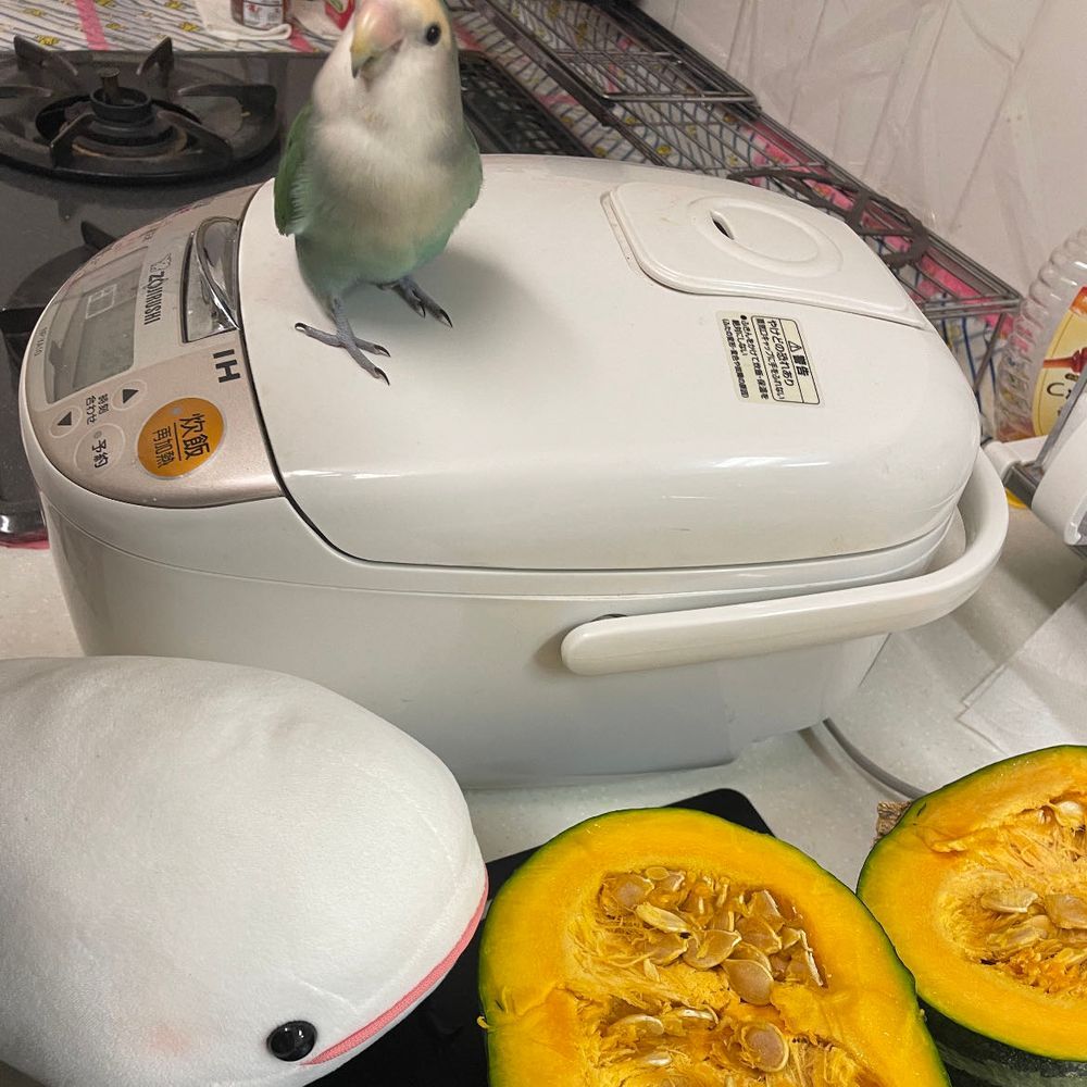 ゆのがご飯作るっていうからべるさんお肉かお魚あるかなって見張りに行ったら、べるさんのボール切られてたの！！！
べるさん抗議してたらぼんじりが来たよ。ぼんじりと一緒に種とるの見てたんだけど、ぼんじりが━「あ！この中身ぼんじりがよく食べてるやつだ！外身はべるにあげるね！」っていうの。確か去年もゆの、かぼちゃの種洗って干してた気がする…
べるさん、かぼちゃいらないんだけど、外身ってどこの事だろう？皮かなぁ