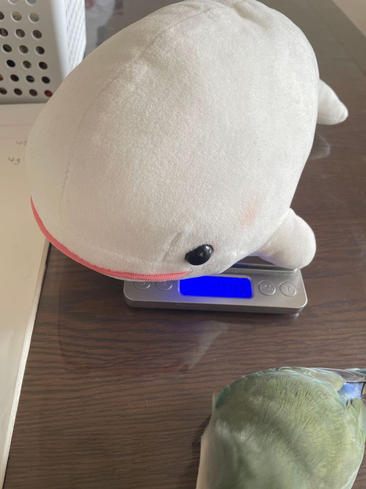 べるさんねぇ、プロフィール用にゆのに身長はかつてもらったの!
でね、最初モノサシ立てて測ってもらおうとしたらね、ゆのに「べるさんの場合身長はちがうよー。それ高さね。べるさんは魚拓バージョン」って言うの。なんか失礼なの!!
で、ぼんじりが「べるも体重はかるぅ?」とかいうからはかってたら、ぼんじりのやつ、べるさんの上に乗って「べるのでぶー」とかいうの!!
やなやつなの。べるさんの上から降りた後も「べる、僕の2倍あるからやっぱりでぶじゃん」っていうの
ゆのに怒ってもらったの!!!
最後にちゃんとゆのにはかってっていったら、「うーん、だいたい30センチだね」って適当なこと言うの
ちゃんとはかってよ!!!
べるさんおこなの!!