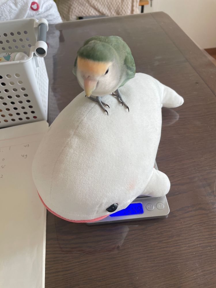 べるさんねぇ、プロフィール用にゆのに身長はかつてもらったの!
でね、最初モノサシ立てて測ってもらおうとしたらね、ゆのに「べるさんの場合身長はちがうよー。それ高さね。べるさんは魚拓バージョン」って言うの。なんか失礼なの!!
で、ぼんじりが「べるも体重はかるぅ?」とかいうからはかってたら、ぼんじりのやつ、べるさんの上に乗って「べるのでぶー」とかいうの!!
やなやつなの。べるさんの上から降りた後も「べる、僕の2倍あるからやっぱりでぶじゃん」っていうの
ゆのに怒ってもらったの!!!
最後にちゃんとゆのにはかってっていったら、「うーん、だいたい30センチだね」って適当なこと言うの
ちゃんとはかってよ!!!
べるさんおこなの!!