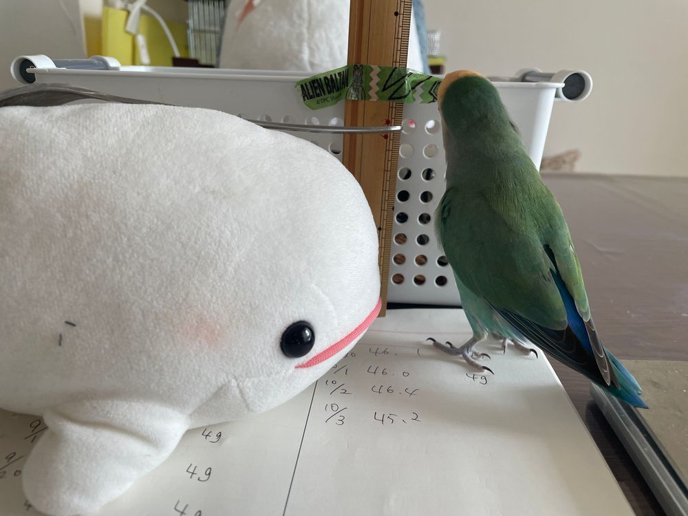 べるさんねぇ、プロフィール用にゆのに身長はかつてもらったの!
でね、最初モノサシ立てて測ってもらおうとしたらね、ゆのに「べるさんの場合身長はちがうよー。それ高さね。べるさんは魚拓バージョン」って言うの。なんか失礼なの!!
で、ぼんじりが「べるも体重はかるぅ?」とかいうからはかってたら、ぼんじりのやつ、べるさんの上に乗って「べるのでぶー」とかいうの!!
やなやつなの。べるさんの上から降りた後も「べる、僕の2倍あるからやっぱりでぶじゃん」っていうの
ゆのに怒ってもらったの!!!
最後にちゃんとゆのにはかってっていったら、「うーん、だいたい30センチだね」って適当なこと言うの
ちゃんとはかってよ!!!
べるさんおこなの!!