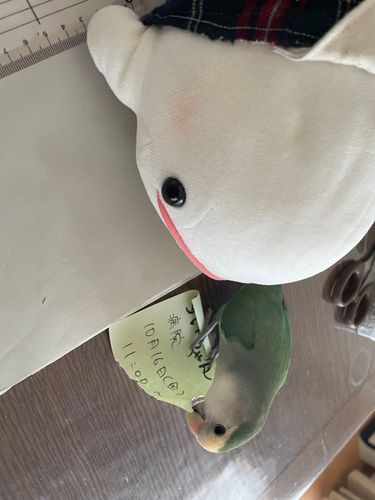 今朝、ぼんじりが「このメモシュレッダーしたら病院なくなるの!」とか言ってて、ゆのに「シュレッダーしても行くからね」って言われてたの。
ぼんじりに頼まれてしかたなくべるさん付き添いで動物病院に行ったんだけどさ…
なんかわからないけど、べるさんも健康診断させられたの…この間の公園の健康診断さぼったからって…
やなのに…ゆのに騙されたの…
動物病院の先生におやつもらってご機嫌なぼんじりとお会計待ってたらわんこのおうちの人にくすくす笑われたの…べるさんかわいそうなのにひどいの…
帰りにマクドナルド買ってもらったの。べるさんぼんじりと違ってマクドナルドで誤魔化されないもん!