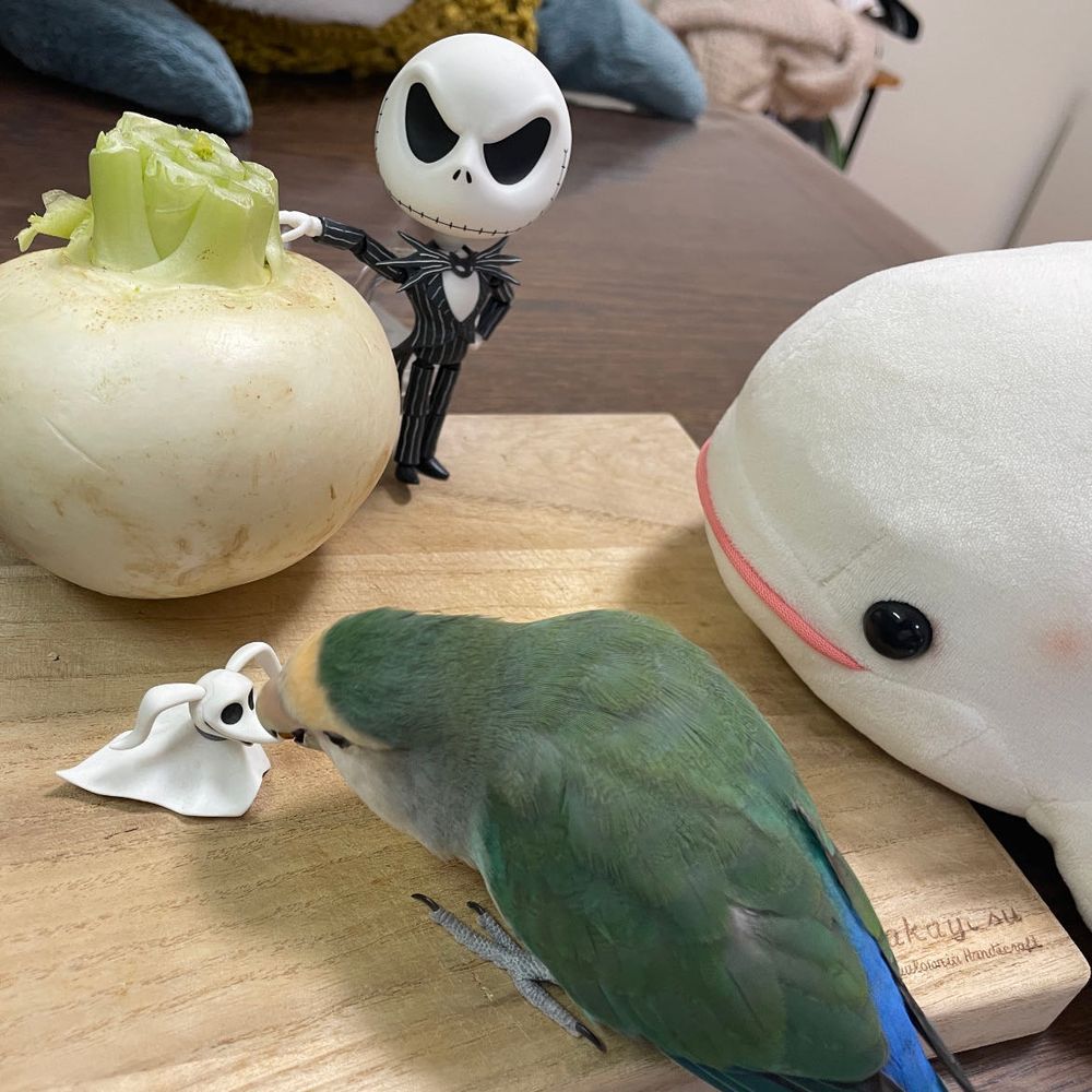 はっぴーはろうぃんなの!!!
べるさんち、ジャックさんとゼロちゃんにハロウィンの支度お手伝いしてもらおって話してたんだけど、ジャックさんが本番はカブ!って持ってきてくれたよ。
べるさんね、冷蔵庫にあっただけだと思うの…
ジャックさんが魔法をかけたカブがあっとゆう間にジャックオランタンになったよ。
ちなみにぼんじりはお菓子をあげてもイタズラするから、ゆのに捕まってたよ。ゼロくん、鼻かまれて泣いてたし…