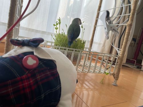 朝から災難なの！！
ぼんじり災害なの！！！
べるさん農園の豆苗ぼんじりにむしられて、食べないでかじって遊んでべるさんの頭になすりつけてくの！！！！
ゆのにぼんじり怒ってもらうの！！！！
