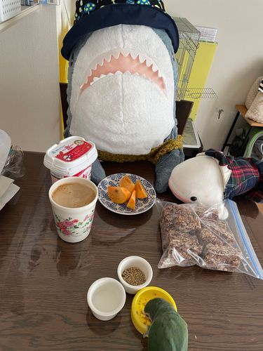 ご近所さんのおうちになった柿が今年もおすそ分けされたのをおかーさまがくれたの。
さめこおねぇちゃんと秋だねぇってお話しながら朝ごはんに食べてたんだけど、ゆのに『柿ジャンキー』って呼ばれてるぼんじりが全然気がついてなかったの。
ゆのが食べ始めたら「あれ?もしかしてこれって…」ってぼんじりが言い出してその後すごい勢いでぼんじりの分を食べて、べるさんとゆのの分を狙ってべるさんの口とかゆのの指とかガジガジかじってくるの!ほんと柿ジャンキーなの!!!