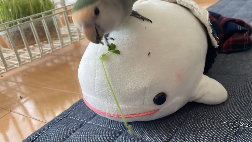 朝から災難なの！！
ぼんじり災害なの！！！
べるさん農園の豆苗ぼんじりにむしられて、食べないでかじって遊んでべるさんの頭になすりつけてくの！！！！
ゆのにぼんじり怒ってもらうの！！！！