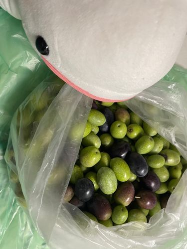 ゆのがまたフリマアプリでなんかわからないのを買ってたの。
お水に付けとくとお水が茶色になるんだって。食べれるまで2ヶ月くらいかかるとか言ってるの
さめこおねぇちゃんが「そんなに時間かかるの?早く食べようよ」ってゆのに文句言ってたよ